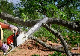 How Our Tree Care Process Works  in  Flanders, NY