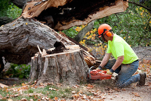 Reliable Flanders, NY Tree Removal Solutions