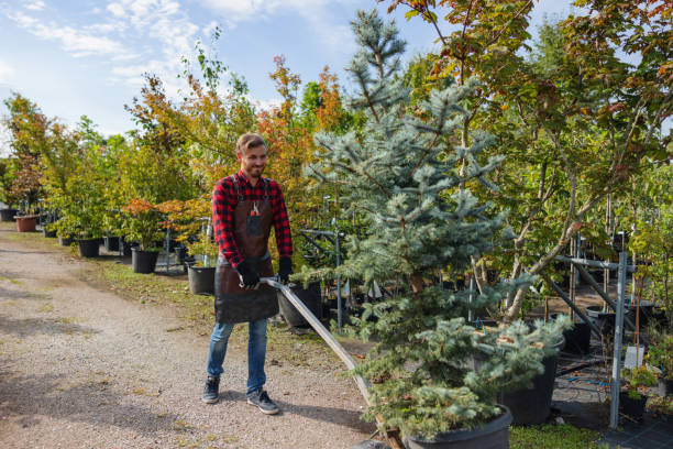 Best Tree Preservation Services  in Flanders, NY